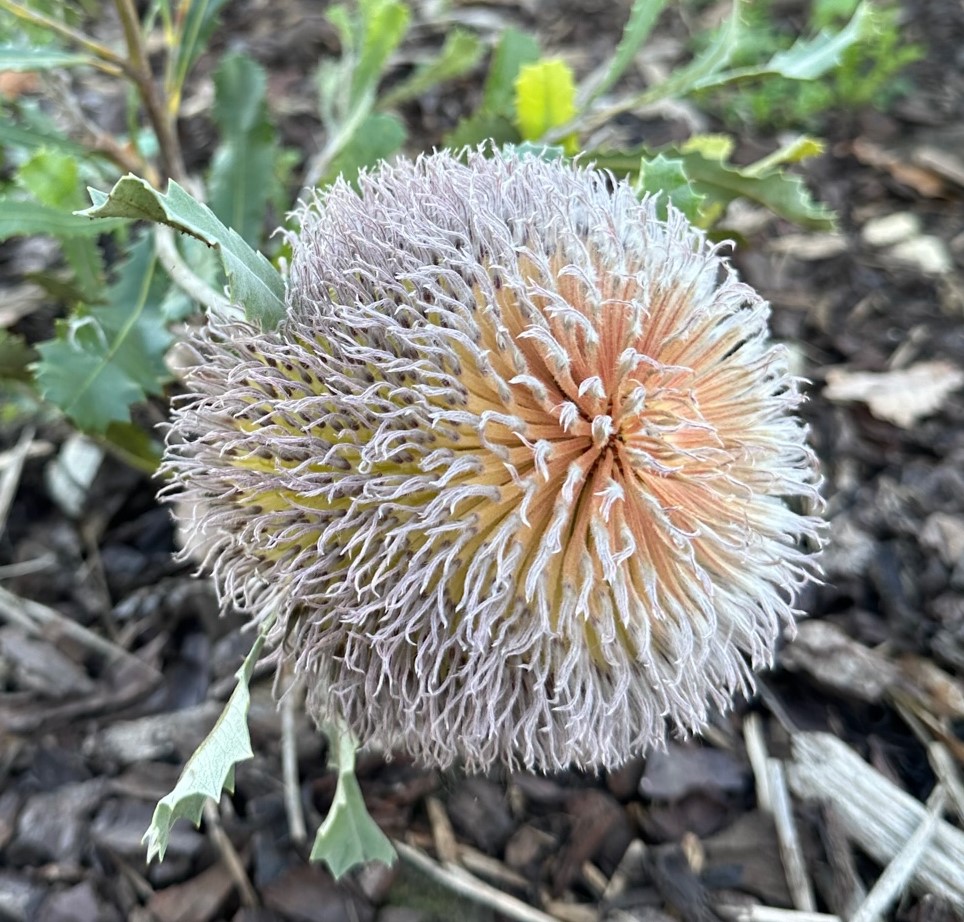 Woolly Banksia in flower