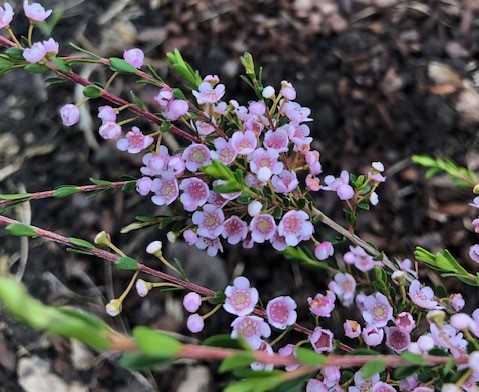  Pink Thryptomene blossoms